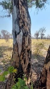 Image result for Guibourtia conjugata