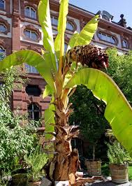 Image result for Ensete ventricosum