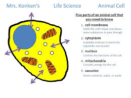 Maybe you would like to learn more about one of these? Parts Of The Animal Cell And Their Functions Slide Share