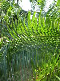 Image result for Cycnium filicalyx