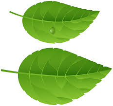 Download and use them in your website, document or presentation. Green Leaves Png Transparent Image Gallery Yopriceville High Quality Images And Transparent Png Free Clipart