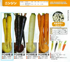 楽天市場】【イタリアの野菜】GustoItalia バーニャカウダ黄 人参（トキタ）1千粒（Lコート） : 野菜のタネのお買い物 太田のタネ