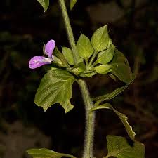 Image result for Dicliptera heterostegia