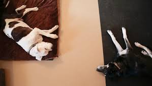 After we take in a golden, we ensure proper vetting and, if necessary, behavioral. Even Old Sick Dogs Find Love At Michigan S Only Animal Hospice