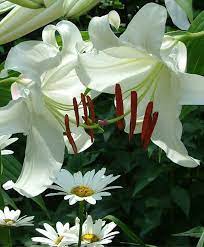 Pin On Lilies