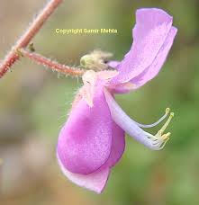 Image result for Pleurolobus salicifolius