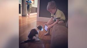 Cute and funny dog,funny dog,cute dog,funny dog videos,funny dog video,smart dog,dog videos,dog reaction,baby dog,dog baby,funny dog compilation,dog compilat. Boy Makes Puppy Watch Youtube Tutorials Instead Of Training Him In Adorable Viral Photo Abc News