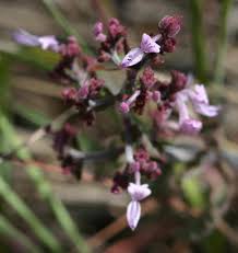 Image result for Aeollanthus rehmannii