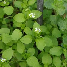 Image result for Stellaria