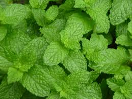 Mint Plant Varieties Reviewthora S Blog
