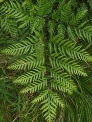 Image result for Pteris auquieri