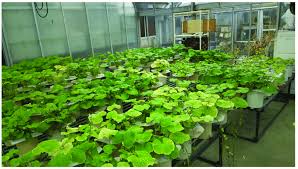 While wasabi plants can withstand warmer conditions, these will result in leaf wilting during the day, reduced growth rates and plant decline, all of which are symptoms of temperature stress. Hydroponic Wasabi Colours Of Some Leaves Changed Due To Stresses Download Scientific Diagram