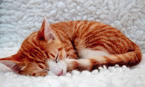 There are several models of business, such as a proposed cafe in lincoln park that would be affiliated with alive. Cat Cafe Admission Windy Kitty Cat Cafe Groupon