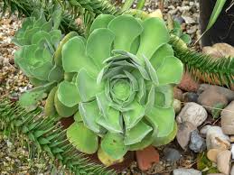 Aeonium canariense - Wikipedia