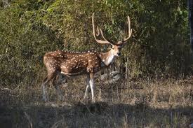 20 species of deer antelopes and wild goats of india