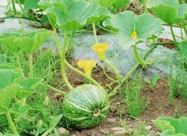 Maybe you would like to learn more about one of these? Companion Flowers For Melons Watermelon Vines How To Grow Watermelon Watermelon Plant