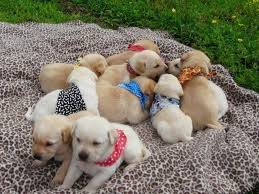 Eight black lab puppies for sale.three females and five males champion bloodlines. Yellow Labs Puppies For Sale Alabama