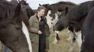 Are there any black clydesdale draft horses for sale? Christmas Premiere Documentary On Saving The Clydesdale Horse Launches On Cbc Gem And Bbc Scotland Infield Fly Productions