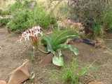 Image result for Crinum buphanoides