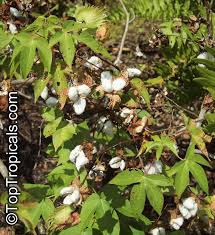 Image result for Hirpicium gazanioides