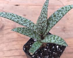 Image result for Ledebouria cordifolia