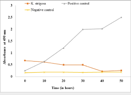 Image result for Kotschya strigosa