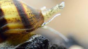 It's an fish keeper's worst dream: Assassin Snail Care Size Diet Feeding Tankmates Video