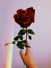 Iphone Aesthetic Roses Wallpapers Top Free Iphone Aesthetic Roses Backgrounds Wallpaperaccess Iphone 6 lockscreen wallpaper 80 images>. iphone aesthetic roses wallpapers top
