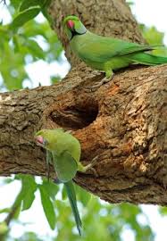 They have the distinct parakeetslender build and a prominent long tail that can take more than half of their total length. Ringneck Parakeet Psittacula Krameri Parrot Encyclopedia