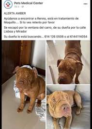 Maybe you would like to learn more about one of these? Piden Ayuda Para Encontrar A Perro Perdido La Opcion De Chihuahua