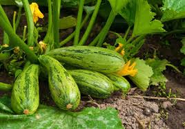 Aug 29, 2020 · cabbages do great when planted in late summer as they can handle the winter cold much better than other vegetables. Asianet Breaking News Kerala Local News Kerala Latest News Kerala Breaking News News