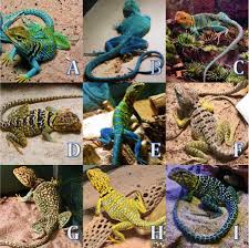 The collared lizard (crotaphytus collaris) is distinguished by the two black collars around its neck. Husbandry And Captive Propagation Of Eastern Collared Lizards Crotaphytus Collaris