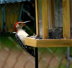 How To Get Rid Of Woodpeckers On My House Hunker Cedar Siding Woodpecker Cedar Homes