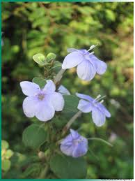Image result for Barleria megalosiphon