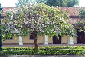 Image result for Kraussia floribunda