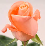 Maybe you would like to learn more about one of these? Wholesale Flowers Usa Wholesale Flowers Roses Italian Wholesale Flowers Suppliers Florist Roses Vendors California Roses In Usa And Canada Vendors Roses Flowers Wholesale Roses California Orchids Suppliers Roses Wholesale Vendors Usa Flowers