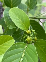 Image result for Berchemia discolor