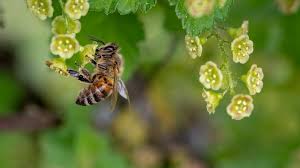 When a bee collects nectar and pollen from when she visits the next flower, some of this pollen is rubbed off onto the stigma, or tip of the pistil—the female reproductive organ of the flower. Could Solar Help Save The Bees Biodiversity Reset Org