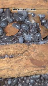 Image result for Pseudopod Ospermum