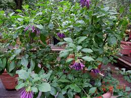 Image result for Iochroma