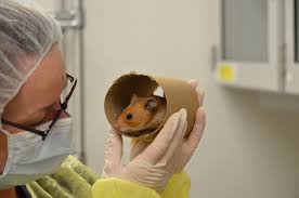 They make a great pet to teach your child about responsibility. Golden Syrian Hamster In A Tube Come See Our World