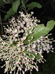 Image result for Vernonanthura polyanthes