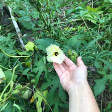 Image result for Hibiscus engleri