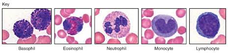 18 4 Leukocytes And Platelets Anatomy And Physiology