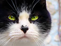 Image result for black and white cat with Green Eyes Jigsaw Puzzle