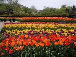 Tulips In Full Bloom At Cleveland Botanical Garden May 2013 Cleveland Botanical Garden Botanical Gardens Botanical