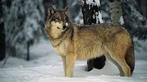 Find the what is the national animal of italy, including hundreds of ways to cook meals to eat. National Animal Of Italy Einfon