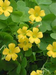Oxalis Wood Sorrel Grass Flower Organic Seeds