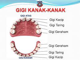 Cara ini biasanya diterapkan saat sakit cuka apel adalah disinfektan alami yang membantu menjaga kebersihan gigi dan mulut. Jumlah Gigi Kacip Kekal Dalam Mulut Orang Dewasa