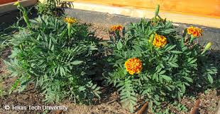Image result for Tagetes patula